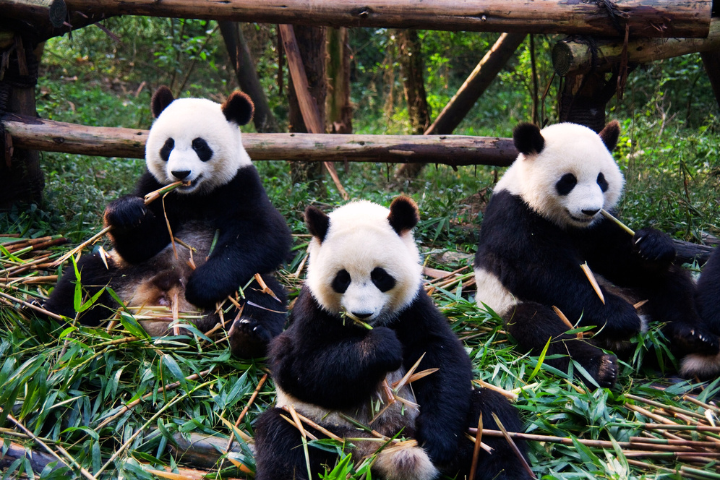 CHONGQING+CHENGDU 5D4N TOUR 720×480
